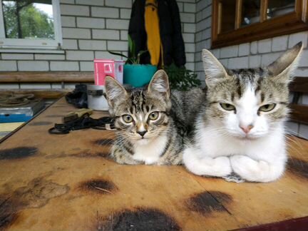 Котик и кошечка ждут своих хозяев