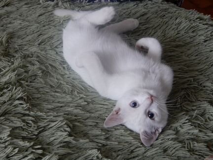 Кошка белая турецкая ангора с котёнком