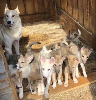 Продам щенков западно сибирской лайки