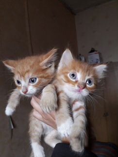 Котятки от Невской Маскарадной.Два рыженьких мальч