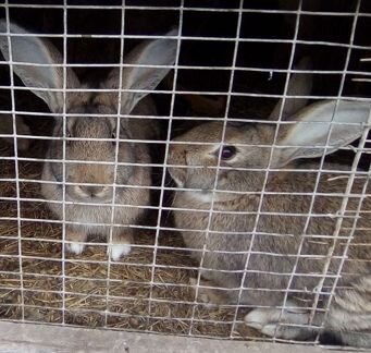 Кролики 5мес