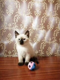 Голубоглазый котик породы Невская Маскарадная