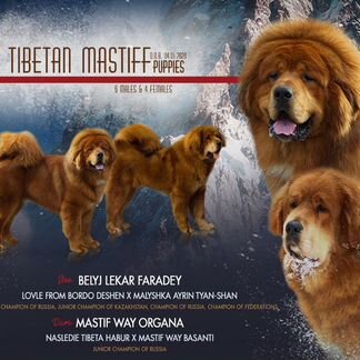 Продажа щенки тибетский мастиф