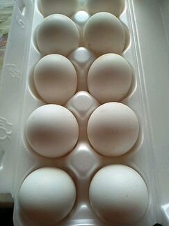 Инкубационное яйцо кур Леггорн