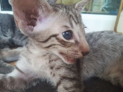 Котик ориентальной породы родился 26 апреля