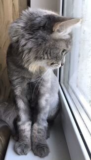 Кошка, сибирский кот