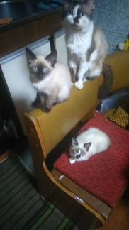 Балинизийские котята