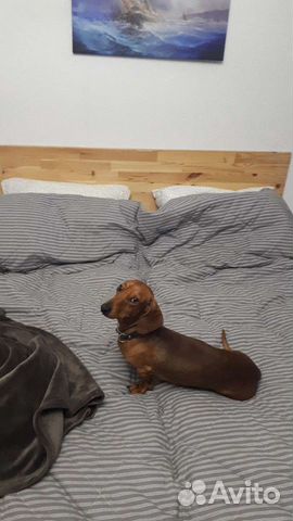 Такса. Вязка