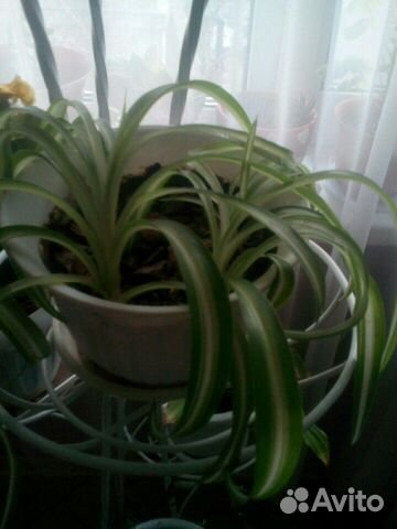 Алоэ, хлорофитум, декабрист