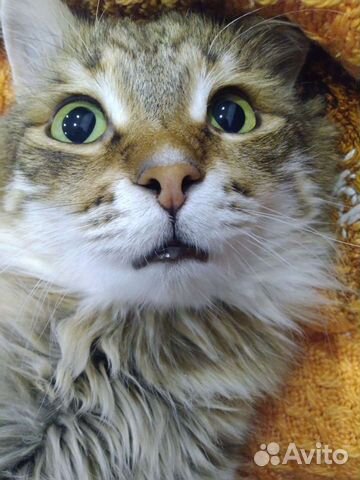 Кот на вязку