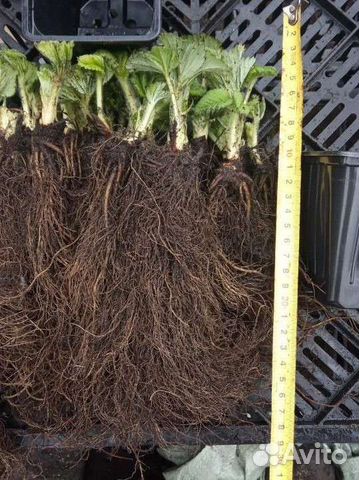 Саженцы клубники О, К, С