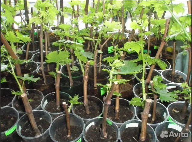 Саженцы винограда двухгодичные