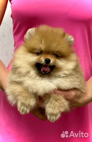 Померанский шпиц,привиты