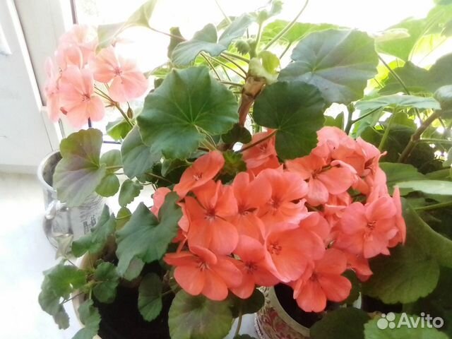 Пеларгонии, абутилоны, перец и др. растения