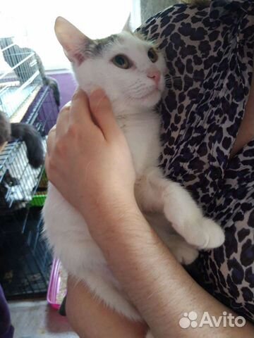 Кошка Алиса-трехцветная