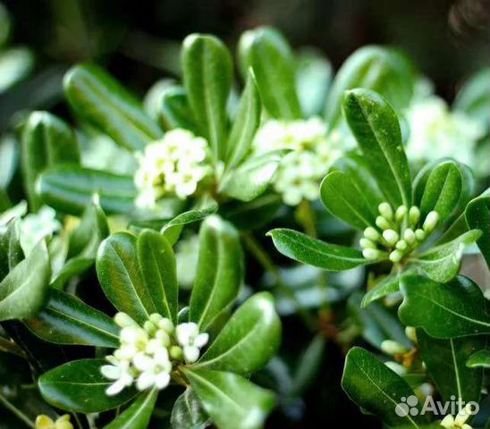 Питтоспорум (смолосемянник)