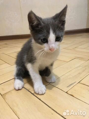 Поли котик