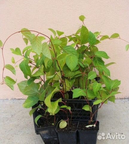 Лимонник саженец