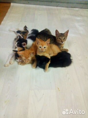Котята на любой вкус и цвет