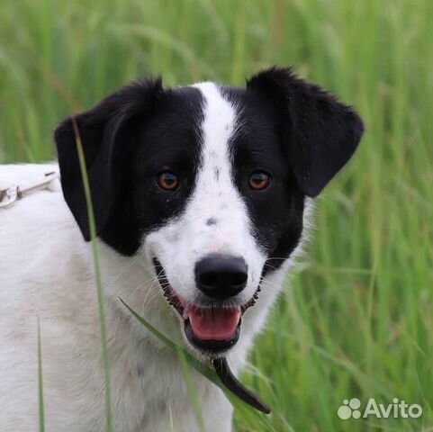 Собака бесплатно