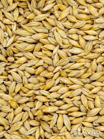 Зерно Ячмень