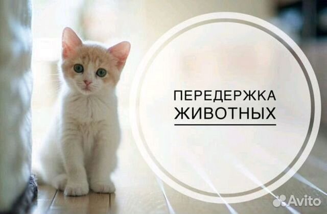 Зоогостиница для ваших питомцев