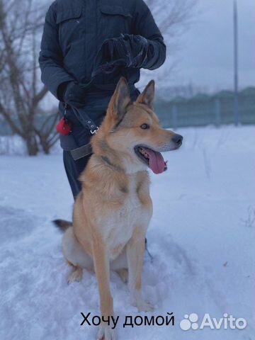 Классный активный пес Джон ждет своего хозяина