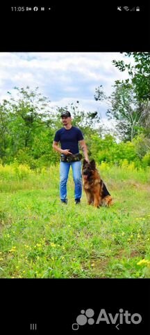 Услуги кинолога