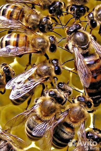 Продам пчел с ульем или без