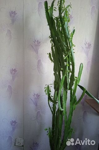 Молочай трехгранный