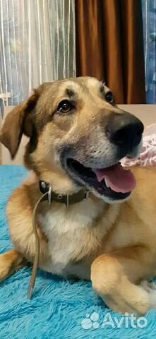 Лучшая собака