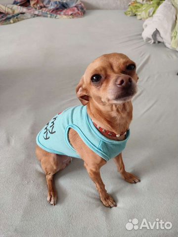 Майка для собак