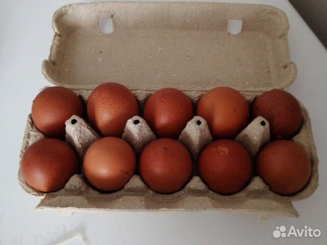 Инкубационное яйцо Маран