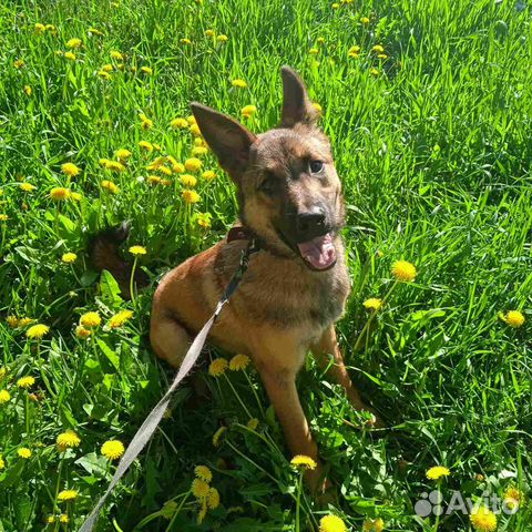 Подарите Лаврику семью