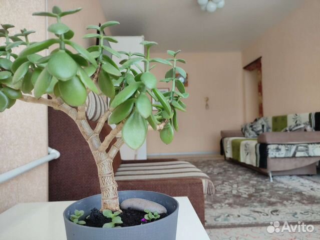 

1-к. квартира, 30 м², 3 кровати
