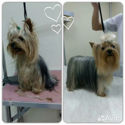 Стрижка собак и кошек, профессионально и красиво