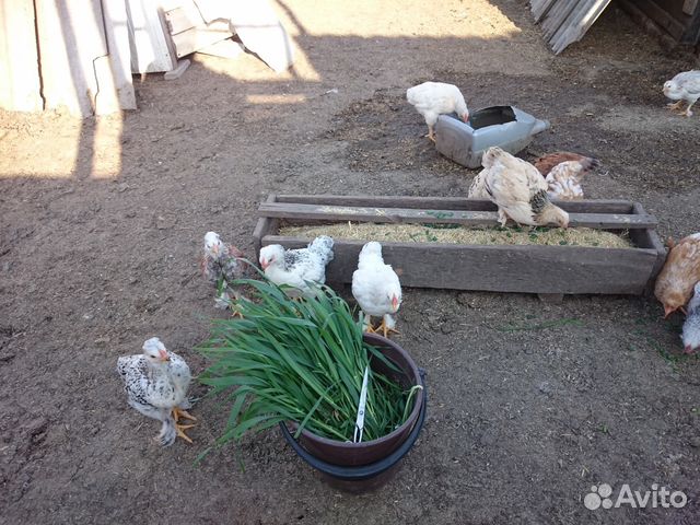 Инкубационное яйцо кур несушек купить на Зозу.ру - фотография № 4