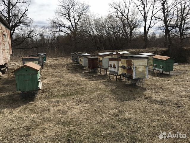 Пчелосемьи, ульи, пчелы купить на Зозу.ру - фотография № 1