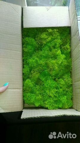 Мох Стабилизированный мох