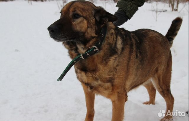 Отдам добрую собаку из Приюта, собака в дар купить на Зозу.ру - фотография № 6