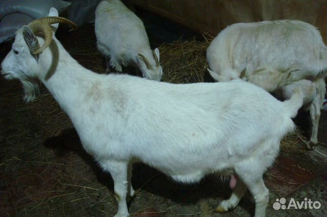 Козочки молодки. 8 мес.Альпийский козёл купить на Зозу.ру - фотография № 2