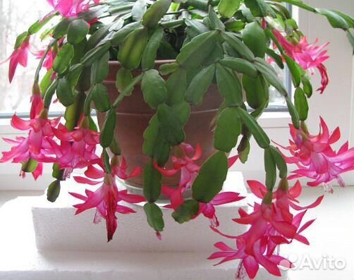 Декабрист цветок