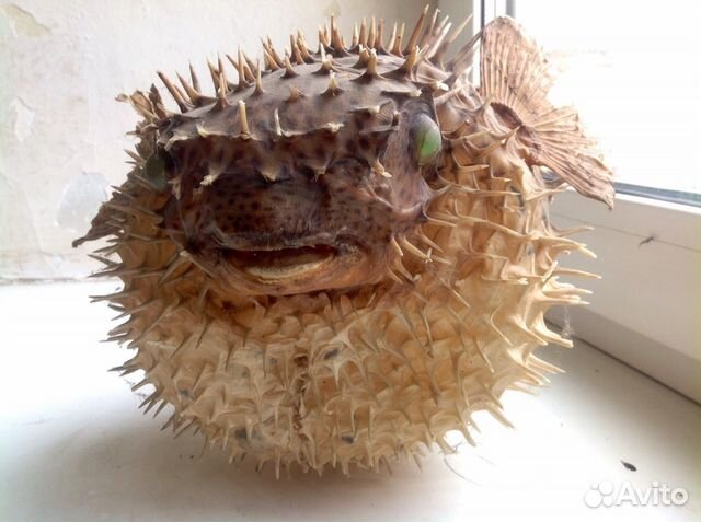 Морской ёж чучело Морской ёж чучело