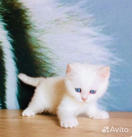 Кошечка Дакота котик Чили Bri ns 11 33;Bri ns12 33