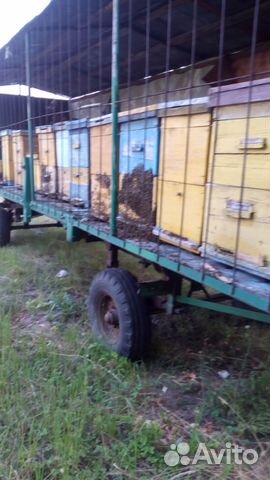 Продам пчелосемья купить на Зозу.ру - фотография № 1