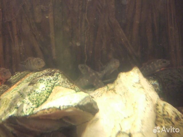 Львиноголовые цилиды (Steatocranus casuarius)