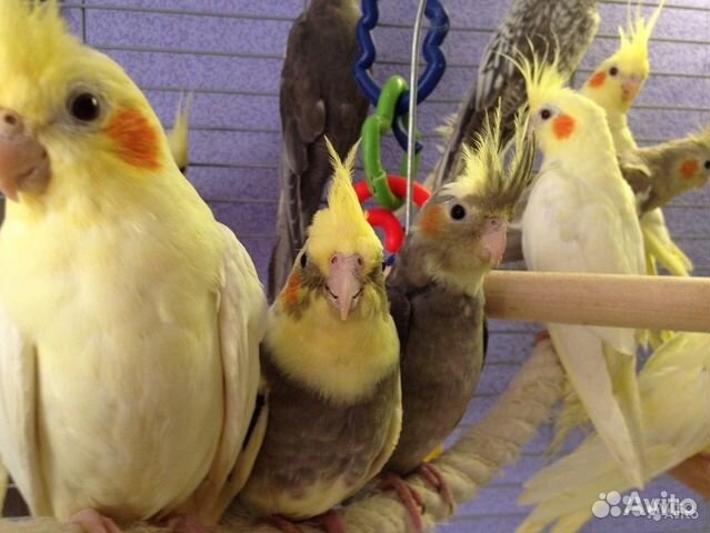 Кореллы, неразлучники, волнистые попугаи купить на Зозу.ру - фотография № 2