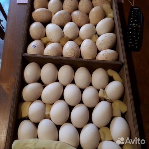 Инкубационное яйцо кур-несушек, индоутки (мускусно