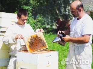 Пчёлы, пчелопакеты, пчеломатки купить на Зозу.ру - фотография № 8