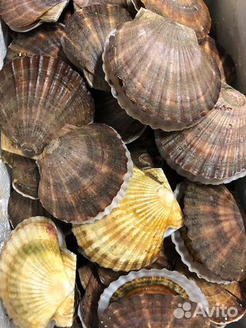 Морской гребешок живой